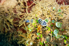 Chromodoris lochi