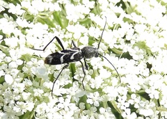 Chlorophorus sartor
