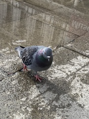Columba livia domestica