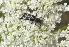 Chlorophorus sartor