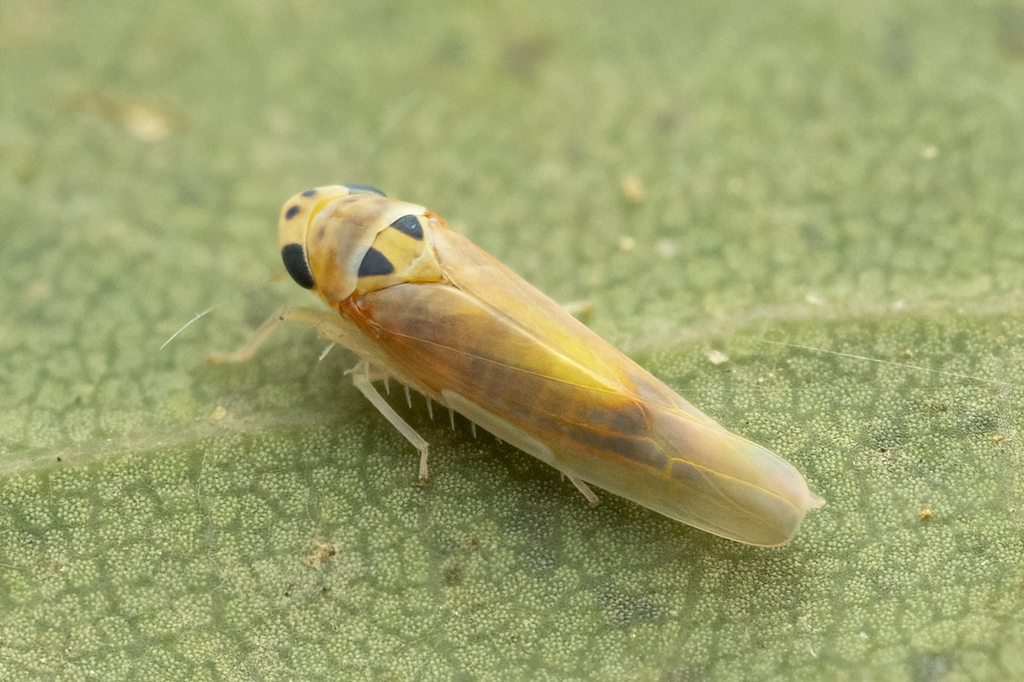 Arboridia