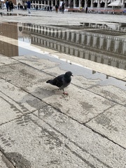 Columba livia domestica