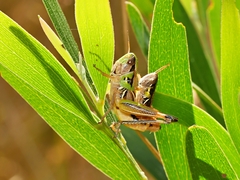 Praxibulus tectatus