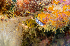 Chromodoris lochi