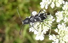 Chlorophorus sartor