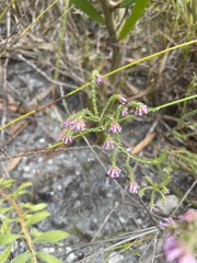 Erica labialis