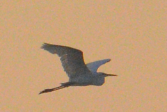 Ardea intermedia