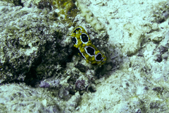 Phyllidia ocellata