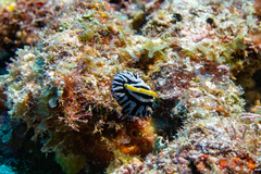 Phyllidia varicosa