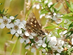 Hesperilla ornata