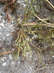 Erica labialis
