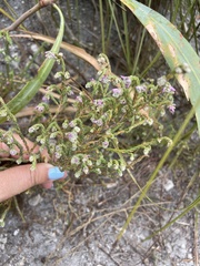 Erica labialis