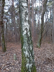 Betula pendula