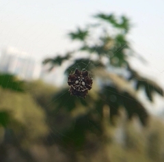 Thelacantha brevispina