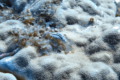 Phyllidiella