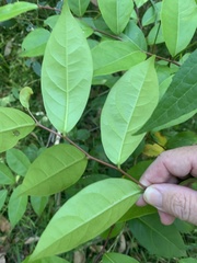 Glochidion ferdinandi