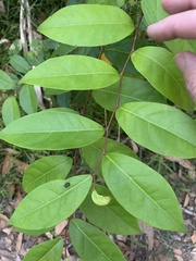 Glochidion ferdinandi