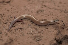 Chalcides sphenopsiformis