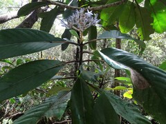 Psychotria poissoniana