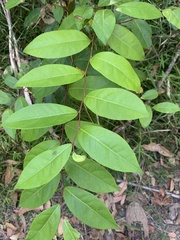 Glochidion ferdinandi