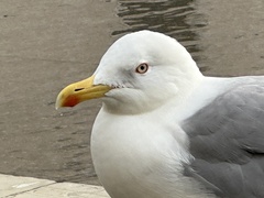 Larus michahellis