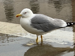 Larus michahellis
