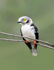 Prionops plumatus poliocephalus