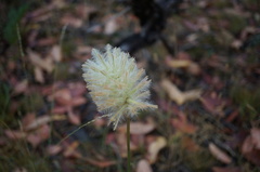 Ptilotus macrocephalus