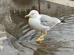 Larus michahellis