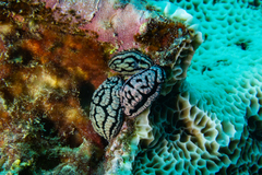 Phyllidiella