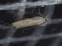 Culladia cuneiferellus