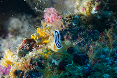 Chromodoris lochi