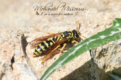 Polistes dominula