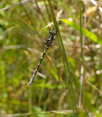 Synthemis eustalacta
