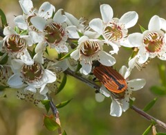Castiarina erythroptera