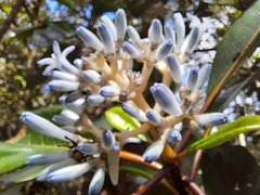 Psychotria poissoniana