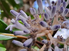 Psychotria poissoniana