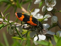 Castiarina bremei