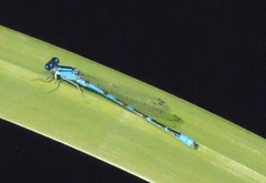 Enallagma carunculatum