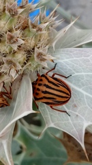 Graphosoma semipunctatum