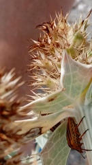 Graphosoma semipunctatum