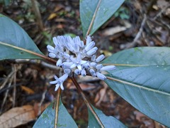 Psychotria poissoniana
