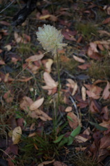 Ptilotus macrocephalus