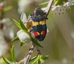 Castiarina bella