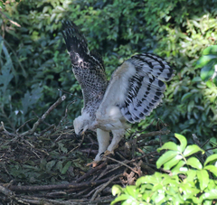 Stephanoaetus coronatus