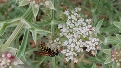 Polistes gallicus