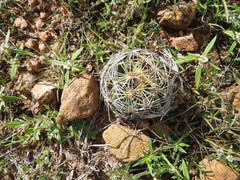 Coryphantha radians