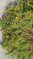 Limbarda crithmoides