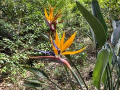 Strelitzia