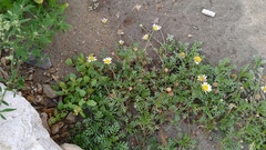 Anthemis maritima